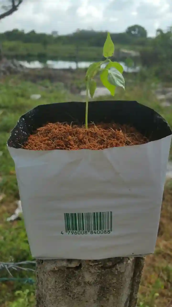 Coco Peat Planter Bags view 2